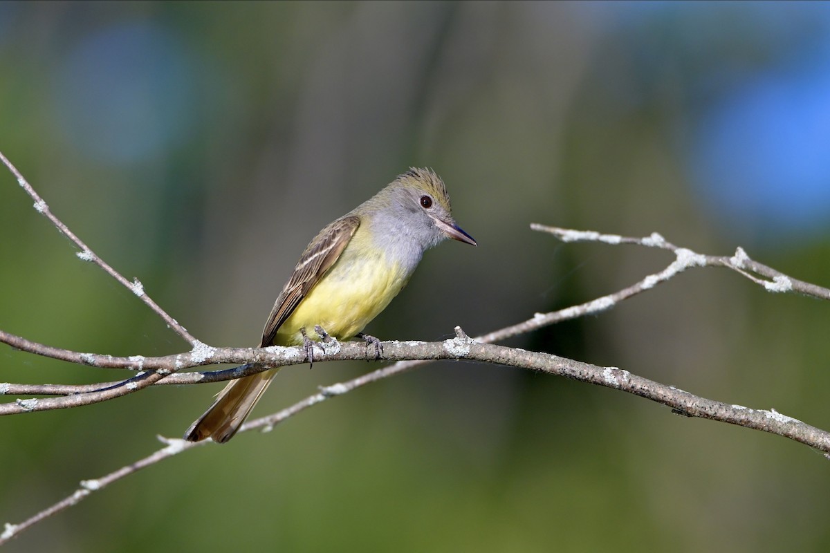 Great Crested Flycatcher - ML620935351