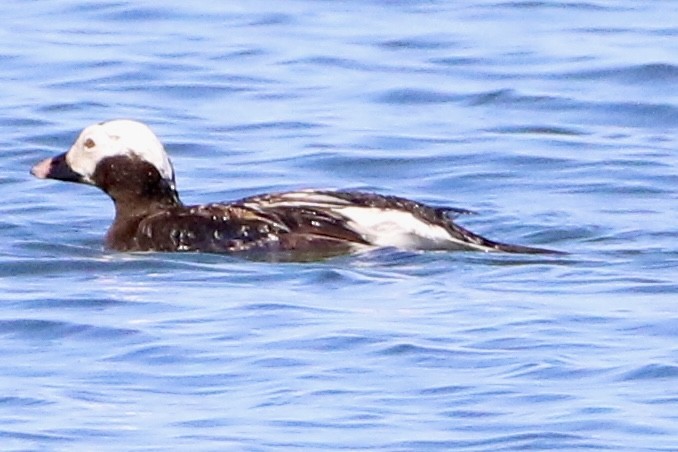 Long-tailed Duck - ML620935356