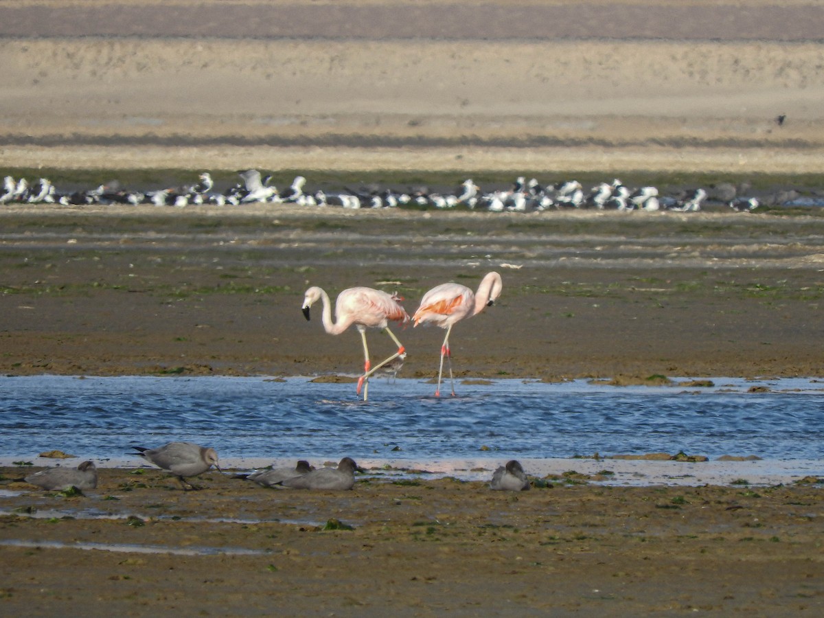 Şili Flamingosu - ML620935360