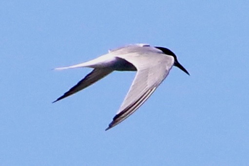 Common Tern - ML620935361