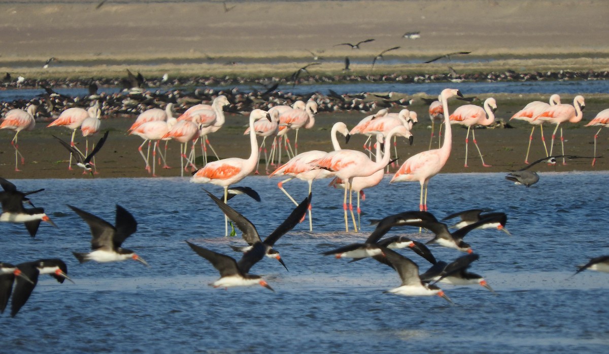 Chilean Flamingo - France Desbiens