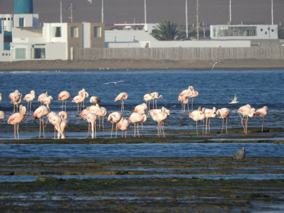 Şili Flamingosu - ML620935369