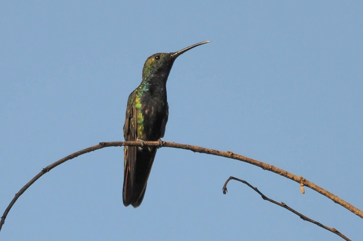 kolibřík tropický - ML620935379