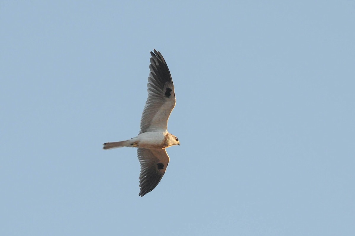 White-tailed Kite - ML620935383
