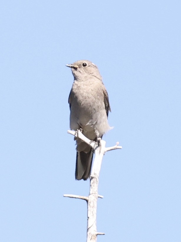 Townsend's Solitaire - ML620935385