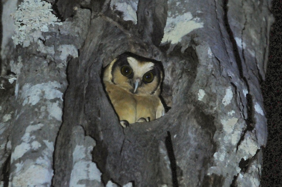 Buff-fronted Owl - Guilherme Serpa