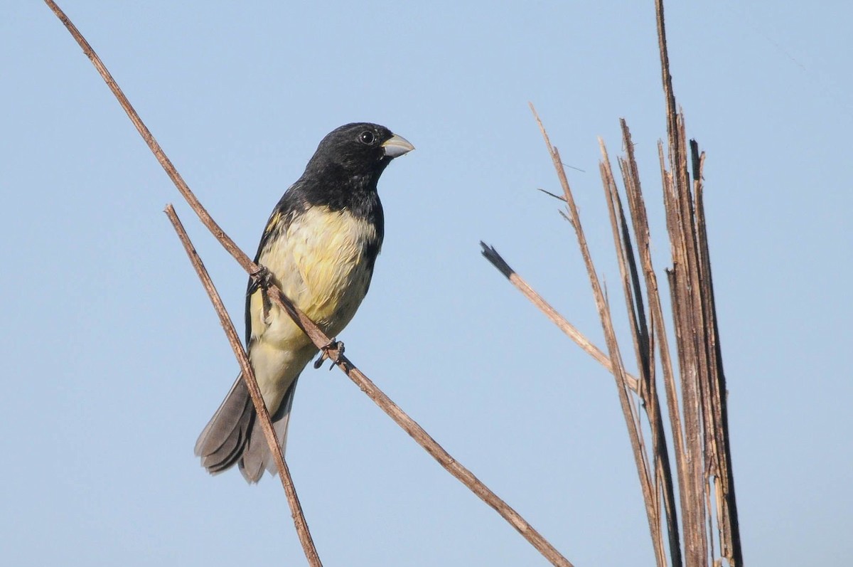 Yellow-bellied Seedeater - ML620935391