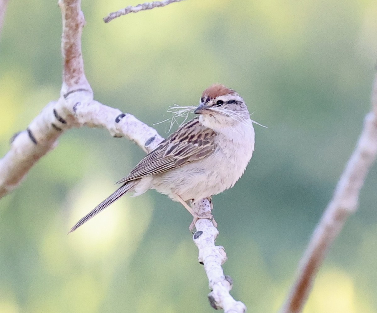 Chipping Sparrow - ML620935419