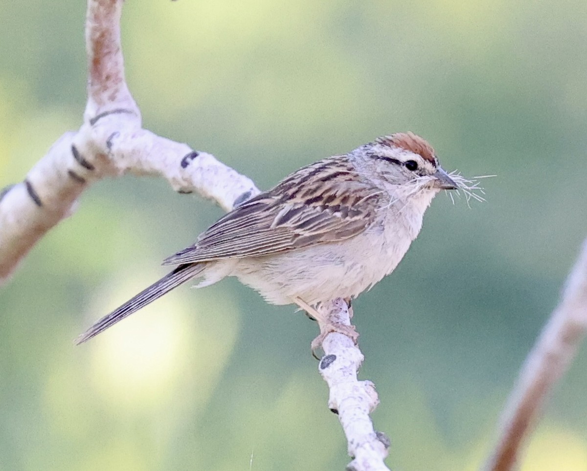 Chipping Sparrow - ML620935420