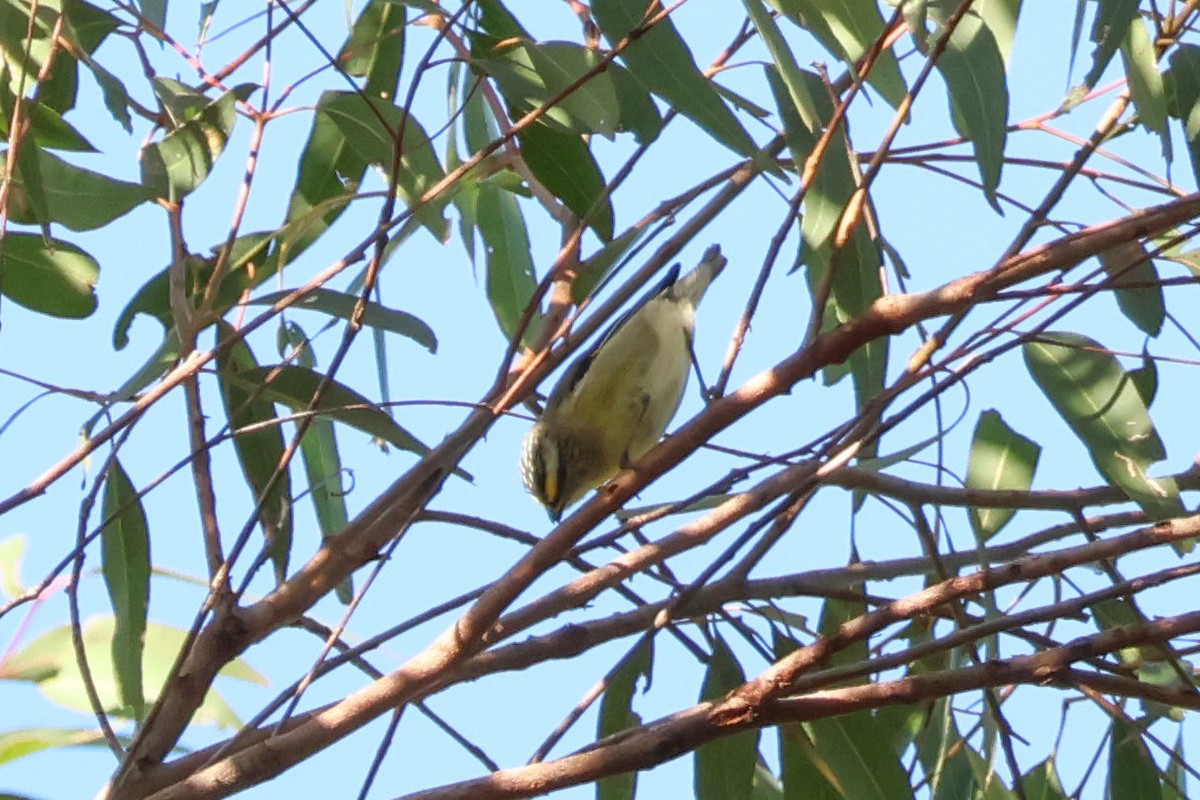 Striated Pardalote (Yellow-tipped) - ML620935452