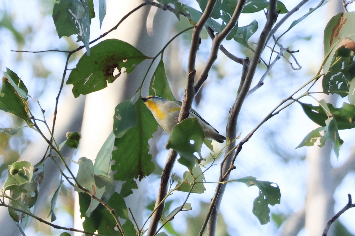 Streifenpanthervogel (substriatus) - ML620935464
