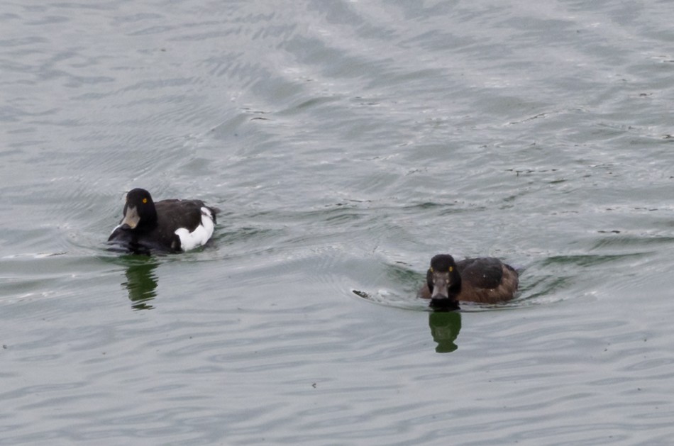 Tufted Duck - ML620935468