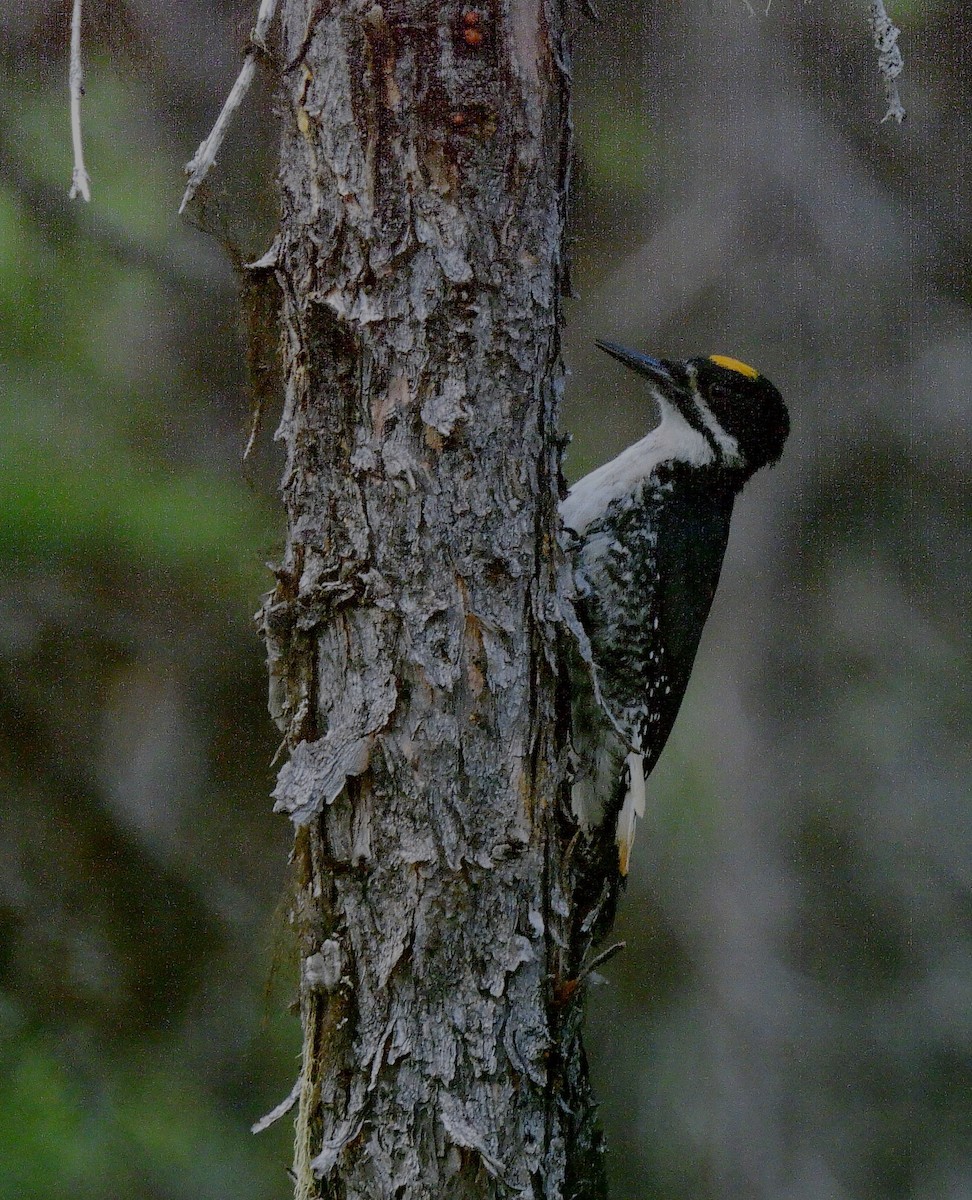 Black-backed Woodpecker - ML620935475