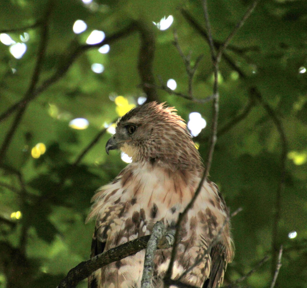 Red-tailed Hawk (borealis) - ML620935492