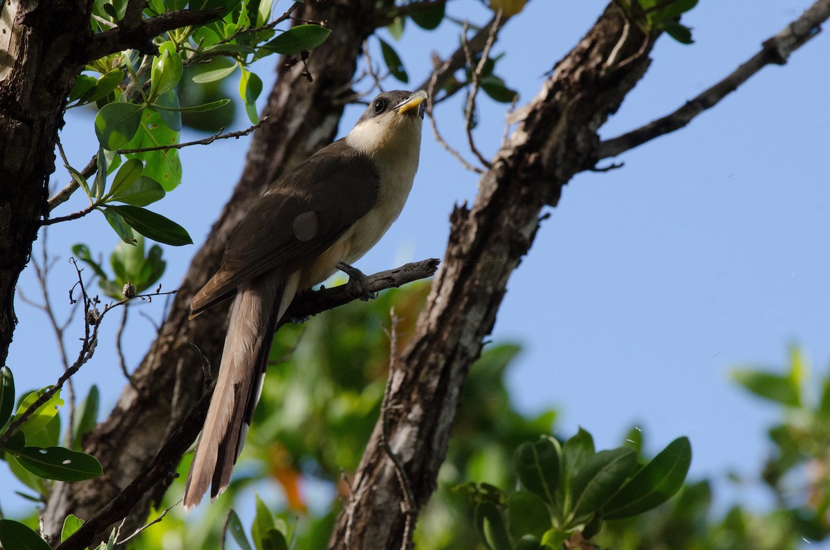 Mangrove Cuckoo - ML620935520
