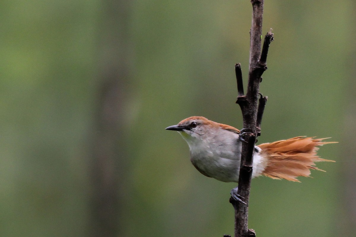 Yellow-chinned Spinetail - ML620935537