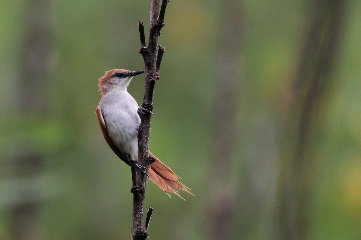 Yellow-chinned Spinetail - ML620935538