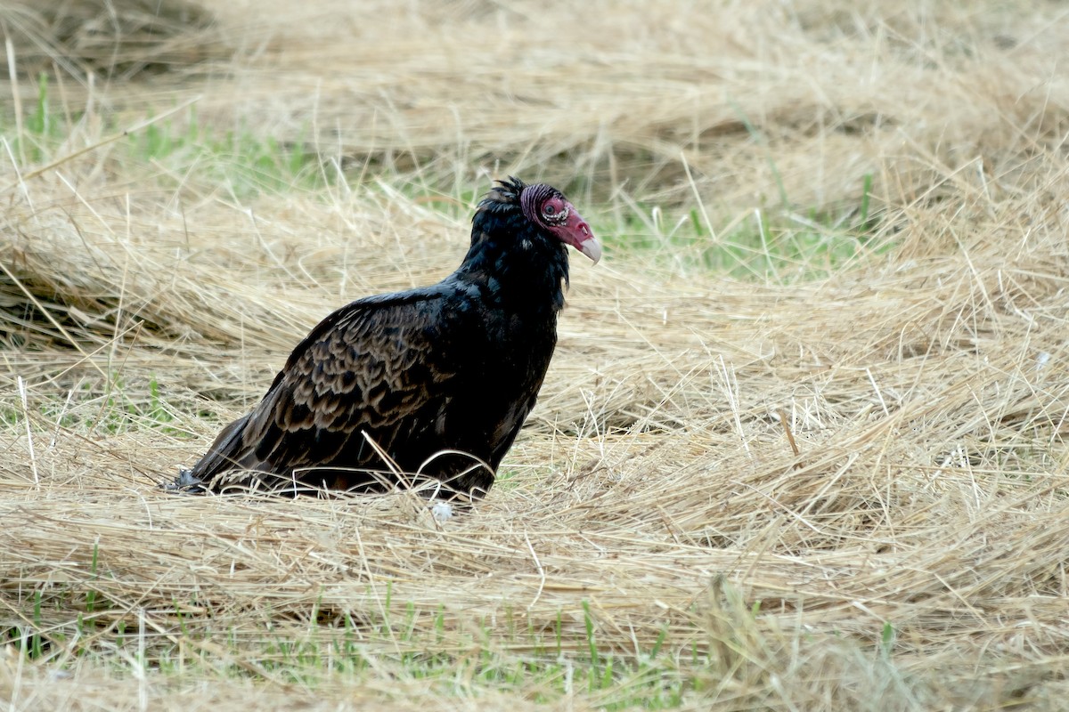 Turkey Vulture - ML620935559