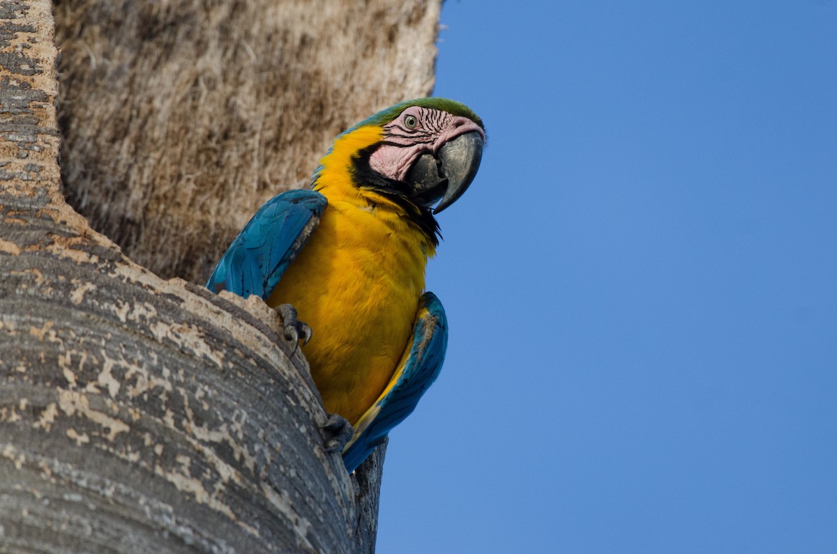 Blue-and-yellow Macaw - ML620935561