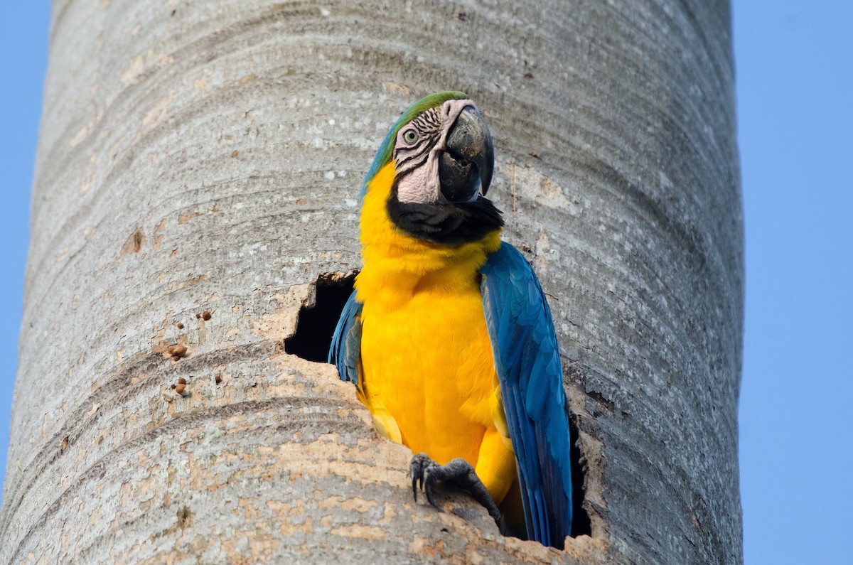 Blue-and-yellow Macaw - ML620935562