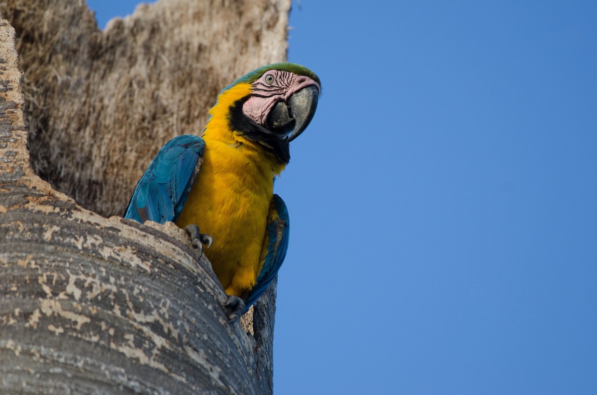 Blue-and-yellow Macaw - ML620935563