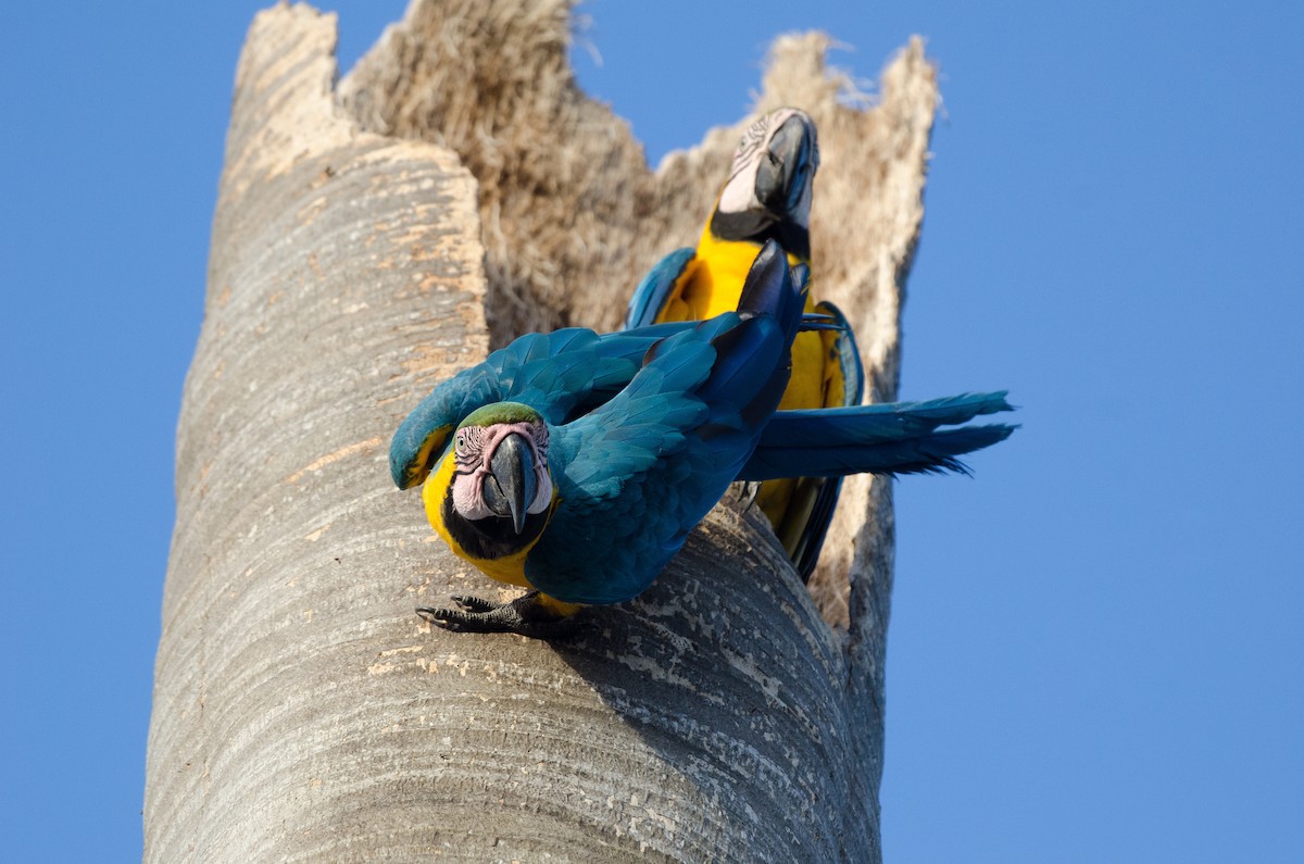 Blue-and-yellow Macaw - ML620935564