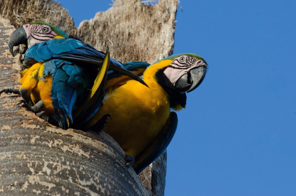 Blue-and-yellow Macaw - ML620935565