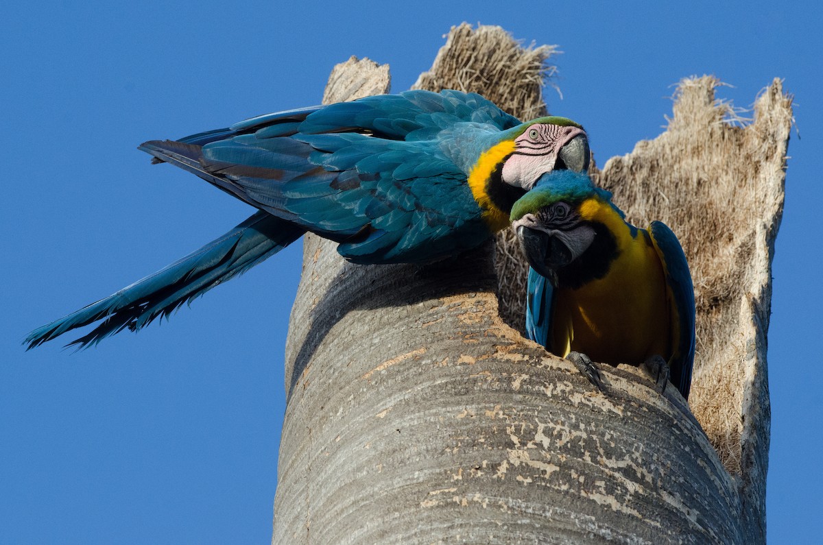Blue-and-yellow Macaw - Christian  Reynolds