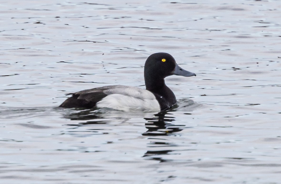 Greater Scaup - ML620935569