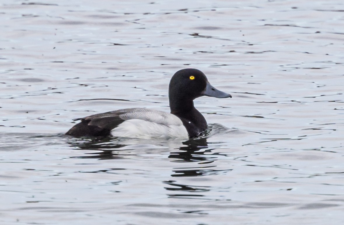 Tufted Duck - ML620935571