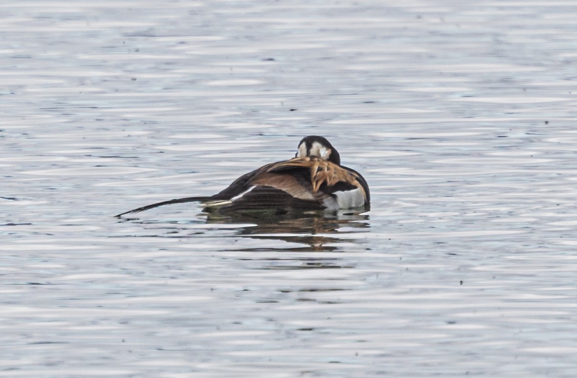 Long-tailed Duck - ML620935572