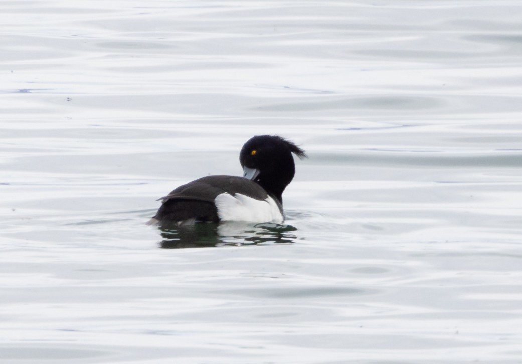 Tufted Duck - ML620935585