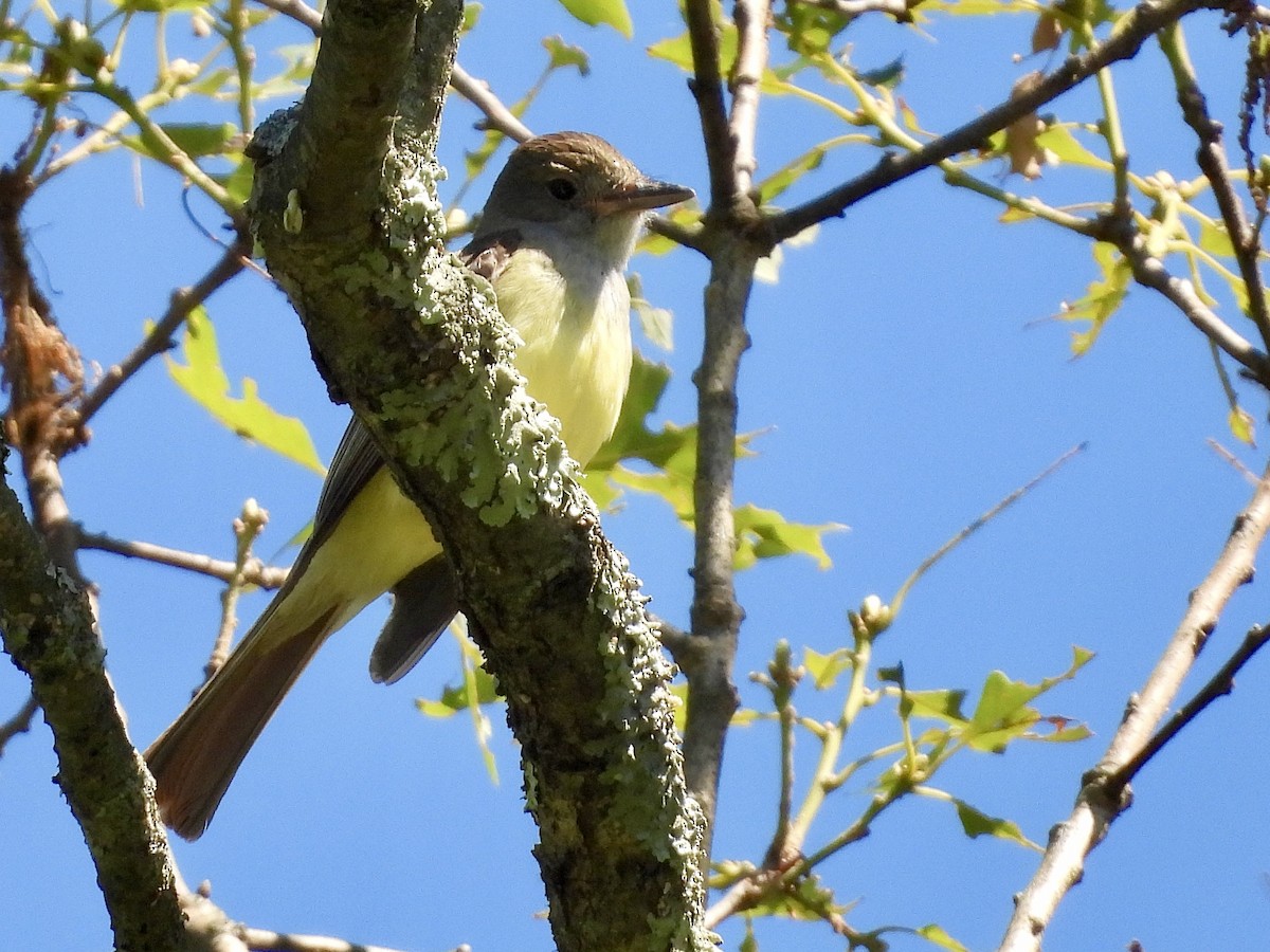 Great Crested Flycatcher - ML620935608