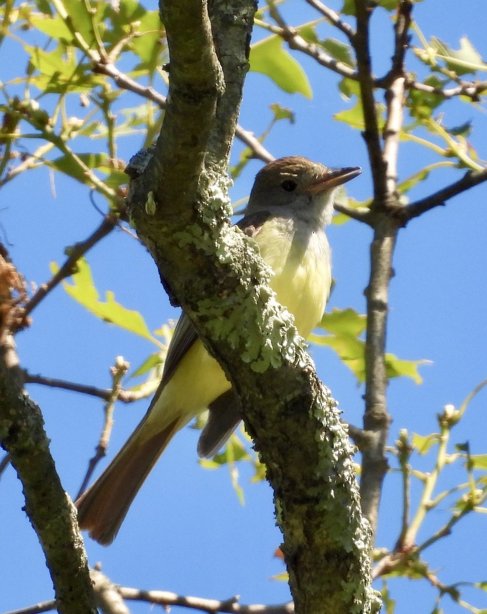 Great Crested Flycatcher - ML620935609