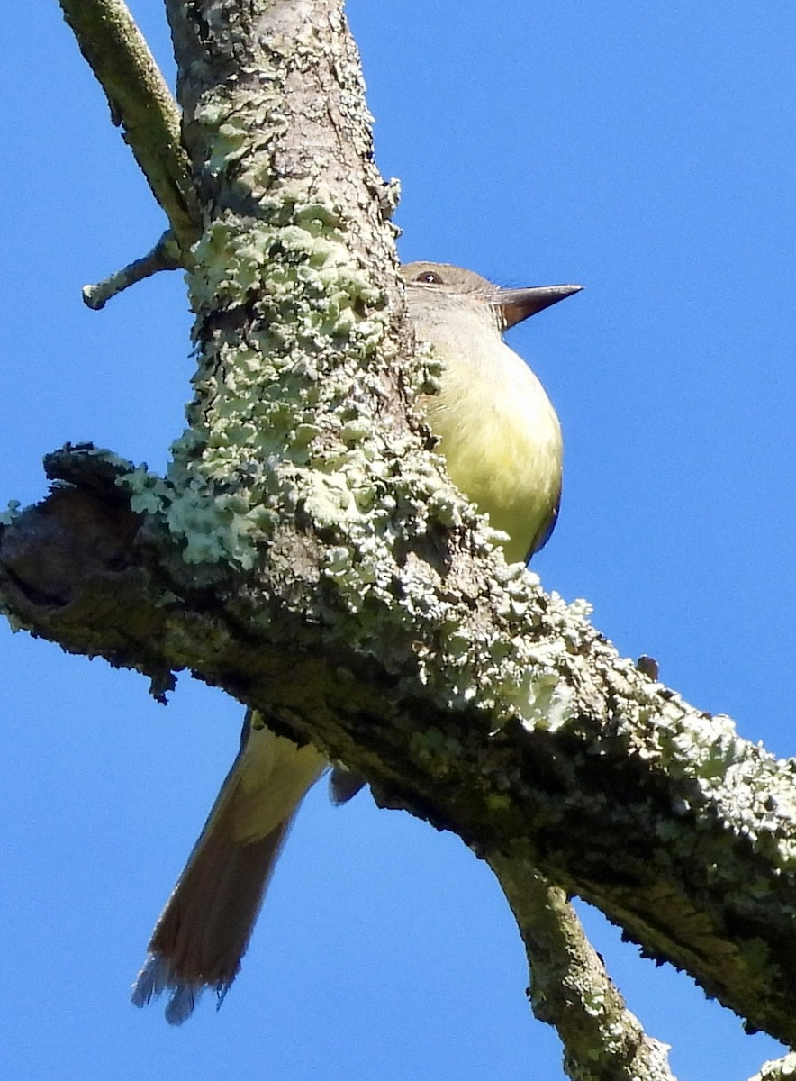 Great Crested Flycatcher - ML620935610