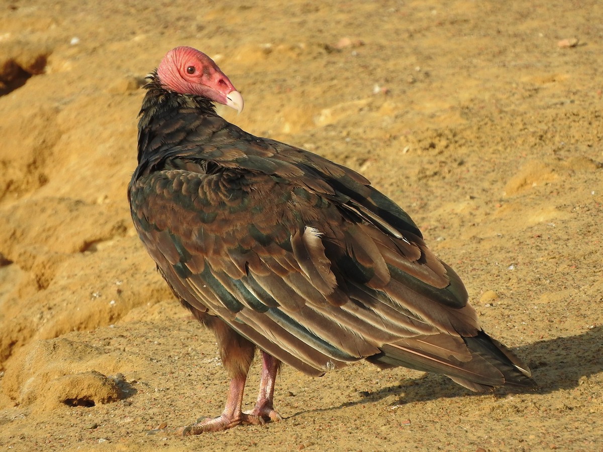 Turkey Vulture - ML620935645