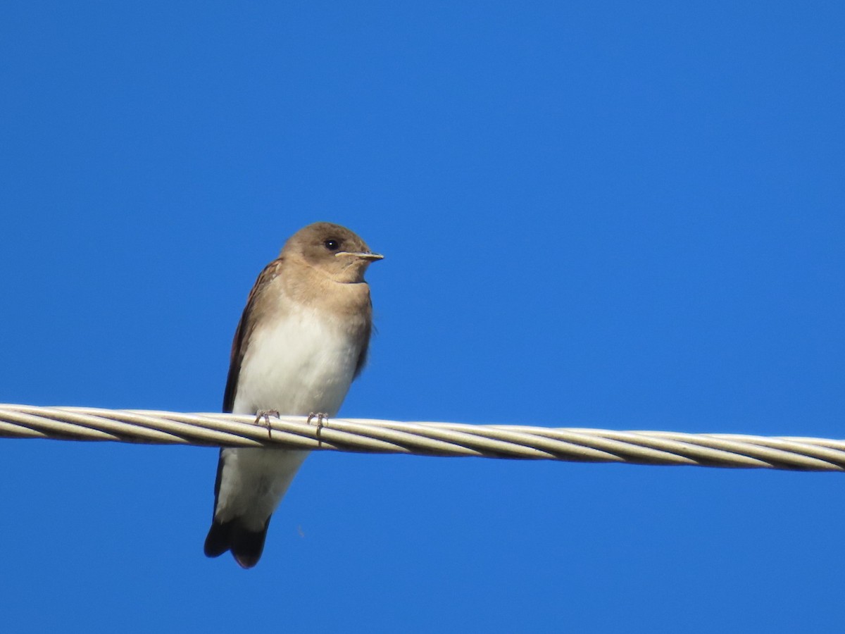 Northern Rough-winged Swallow - ML620935656
