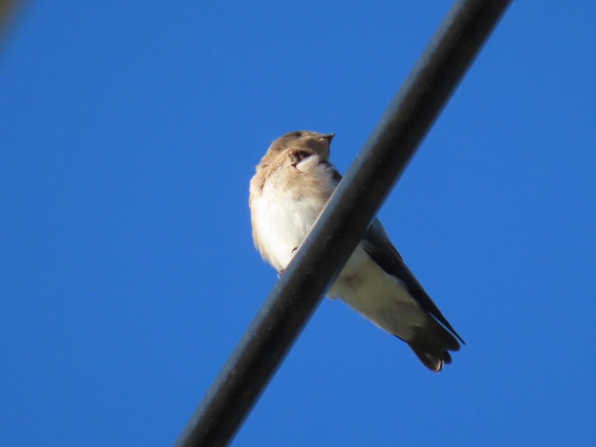 Northern Rough-winged Swallow - ML620935657