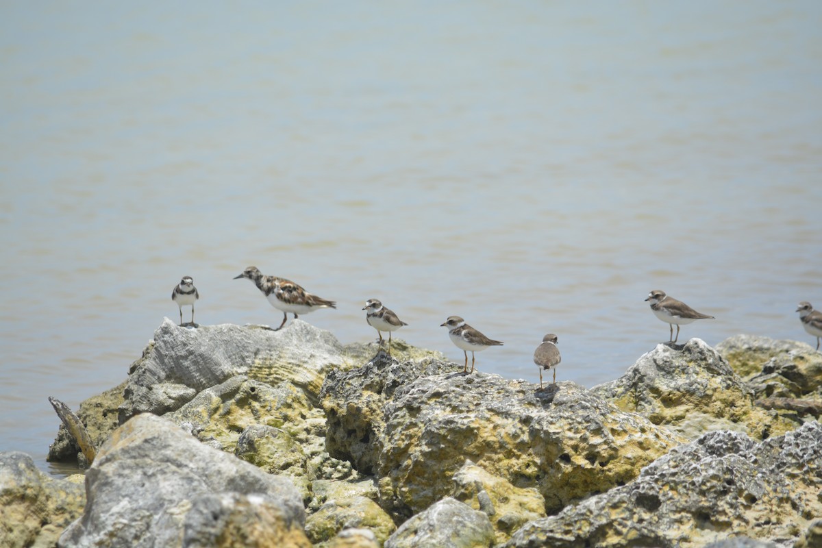Semipalmated Plover - ML620935702