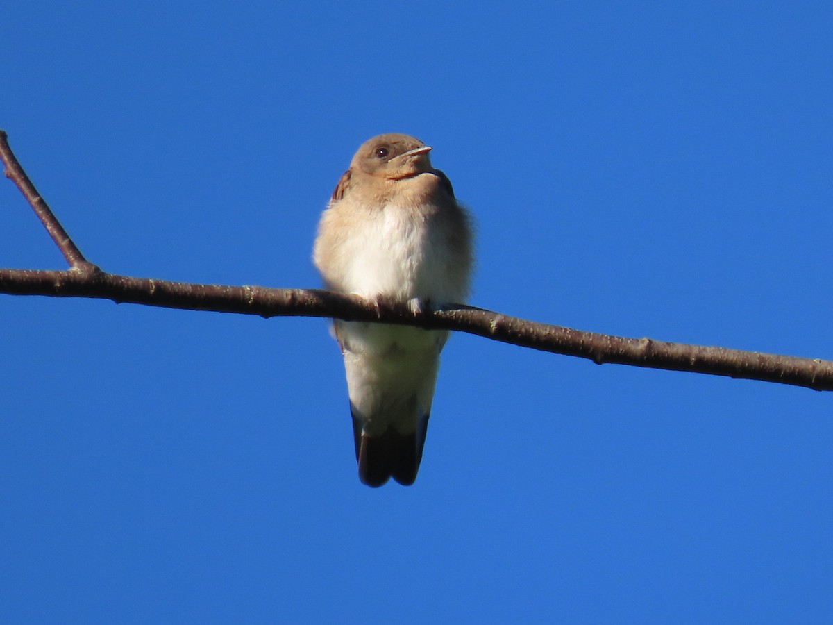 Northern Rough-winged Swallow - ML620935747