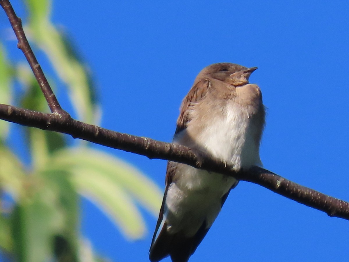 Northern Rough-winged Swallow - ML620935748
