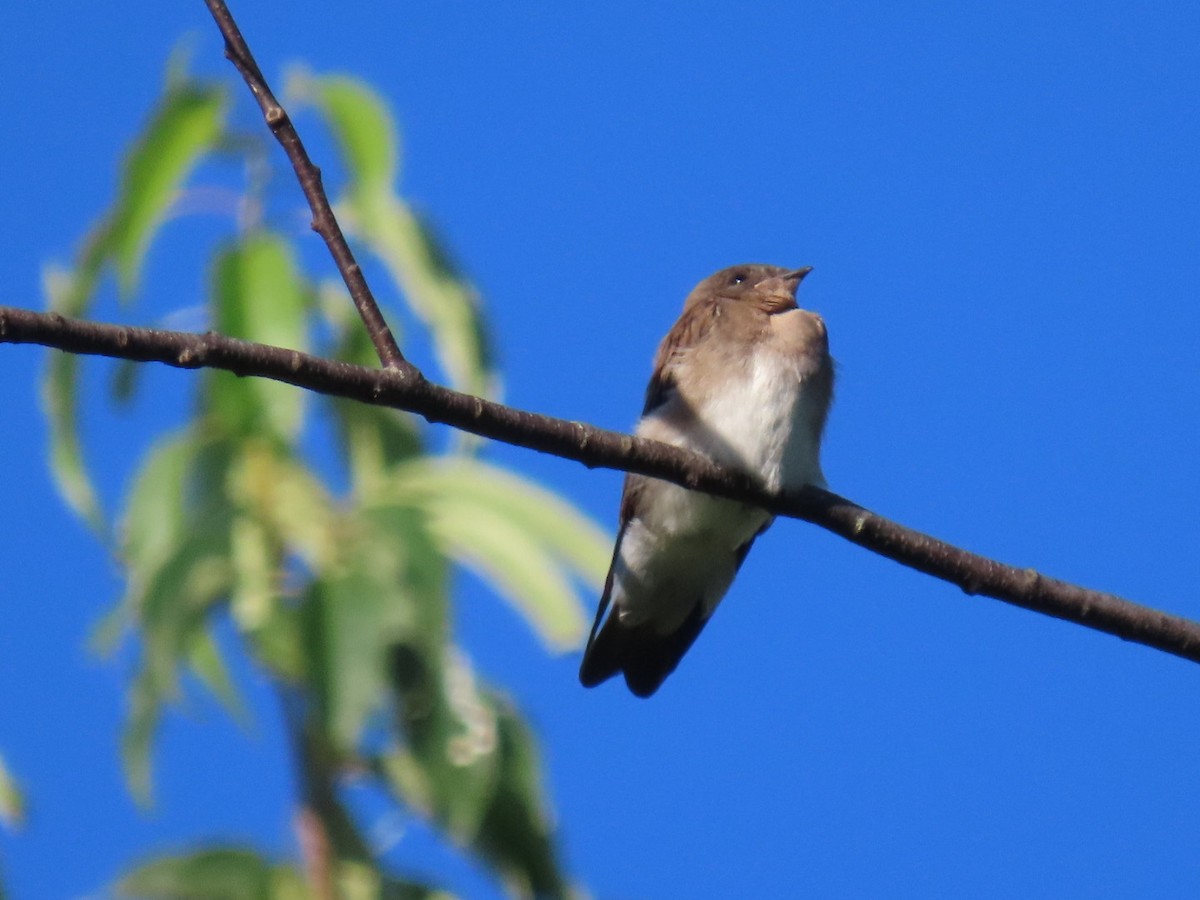Northern Rough-winged Swallow - ML620935749