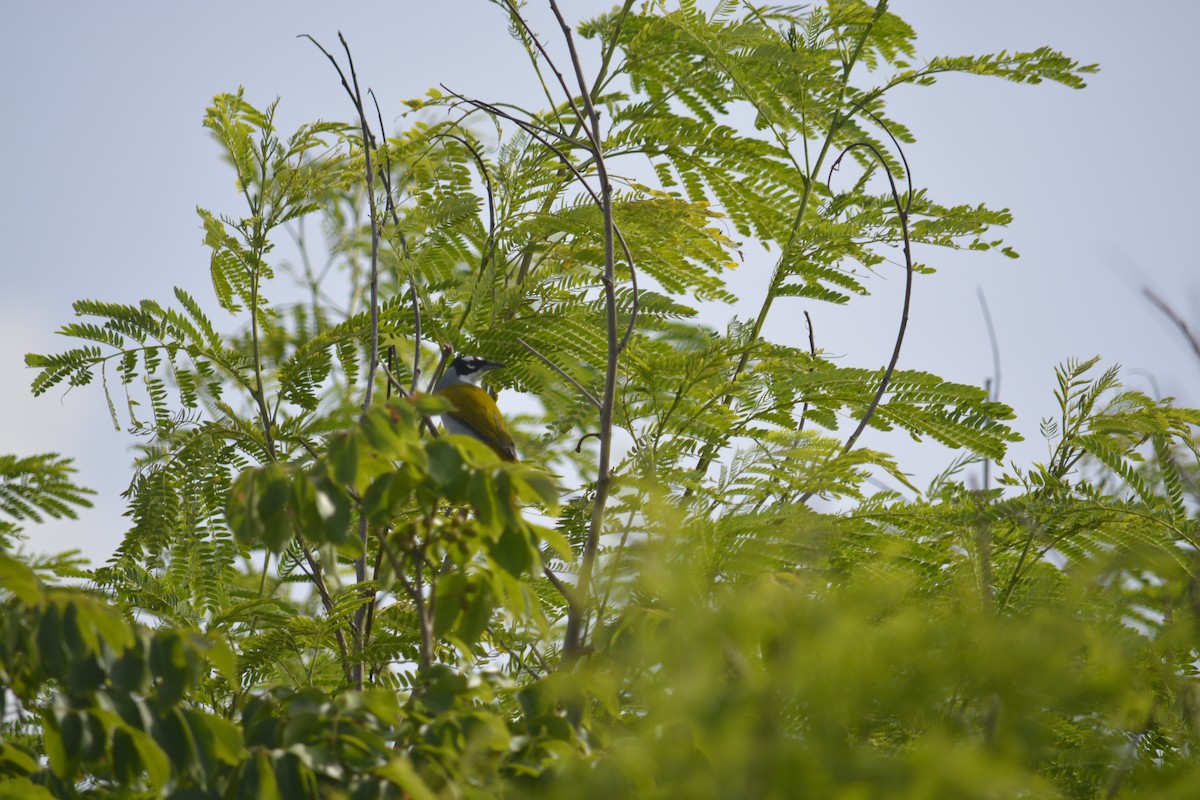 Black-crowned Palm-Tanager - ML620935766