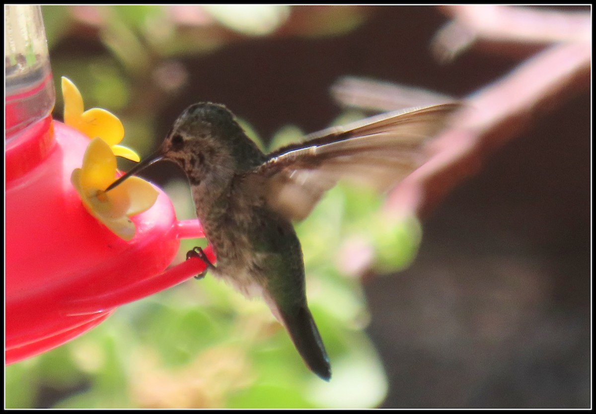 Anna's Hummingbird - ML620935826