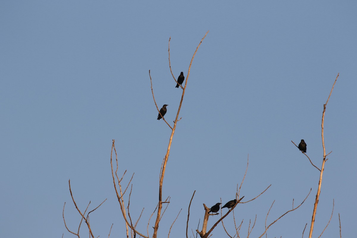 Spotless Starling - ML620935831