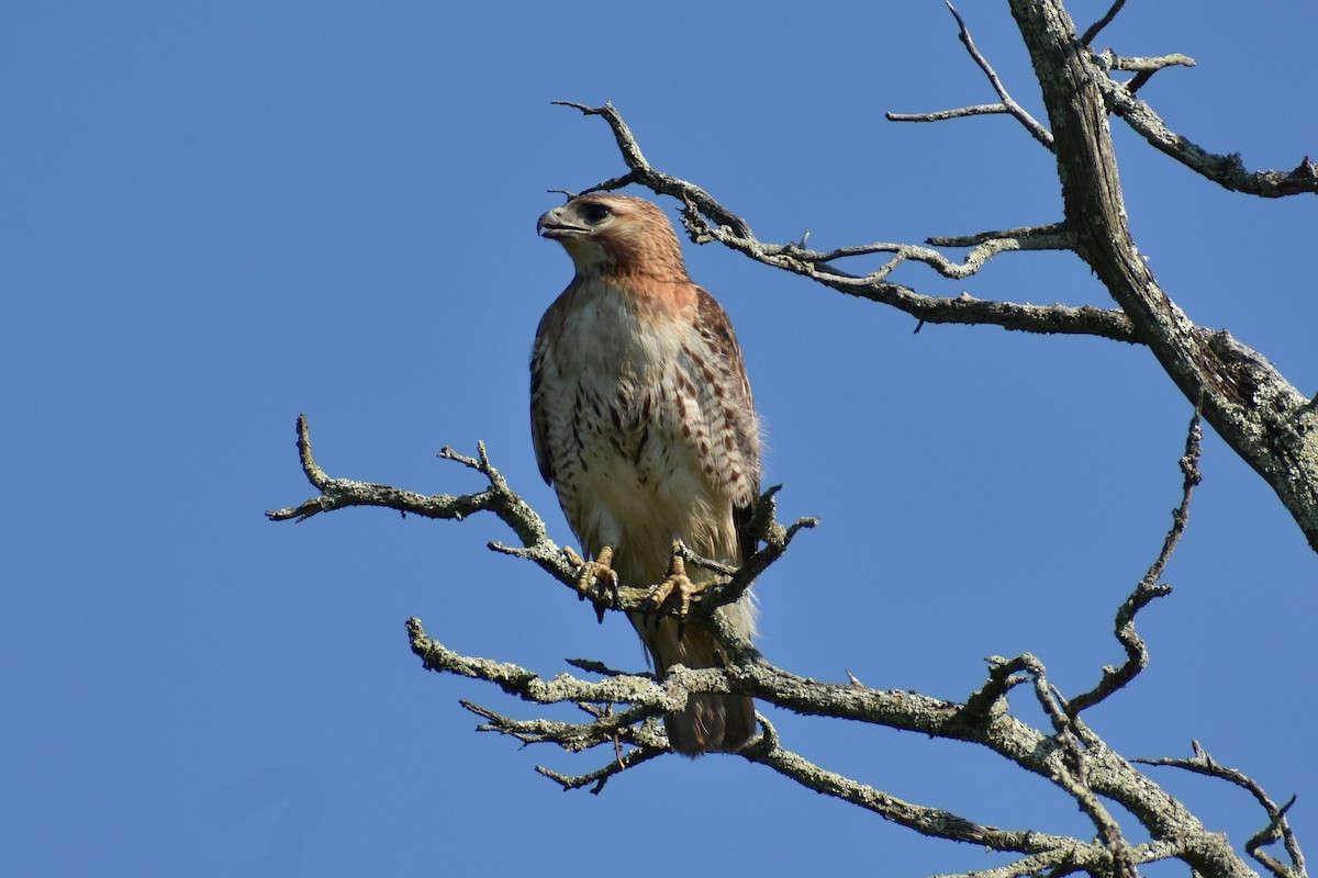 Red-tailed Hawk - ML620935834