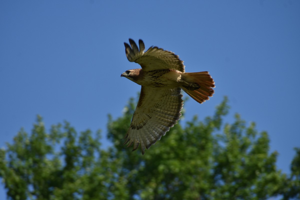 Red-tailed Hawk - John Marriott