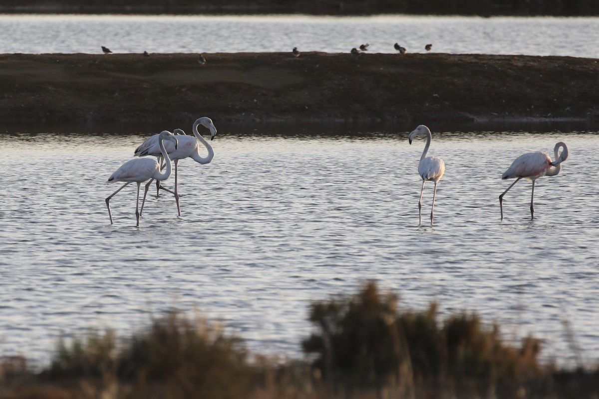 Greater Flamingo - Sabrina Hepburn