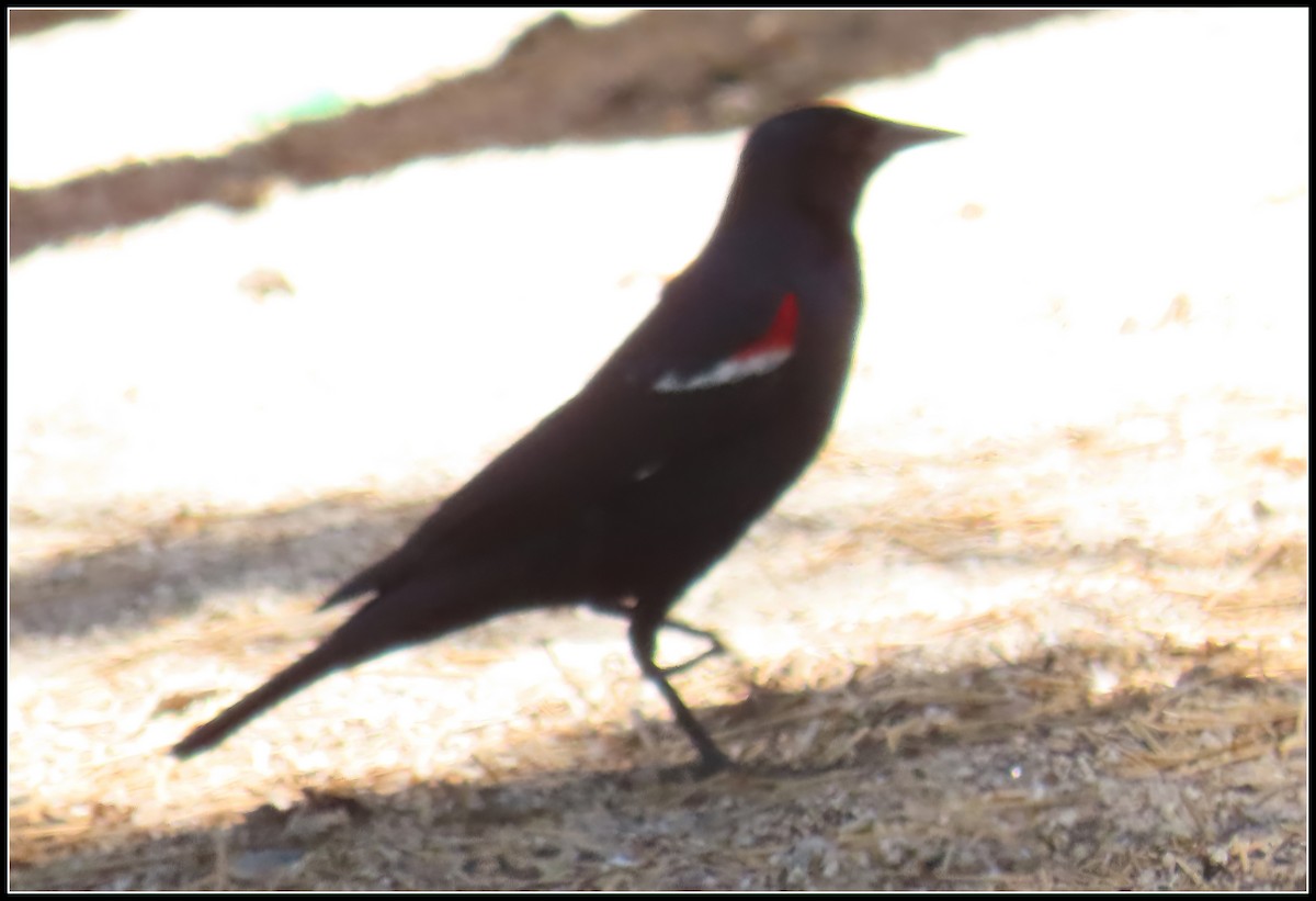 Tricolored Blackbird - Peter Gordon