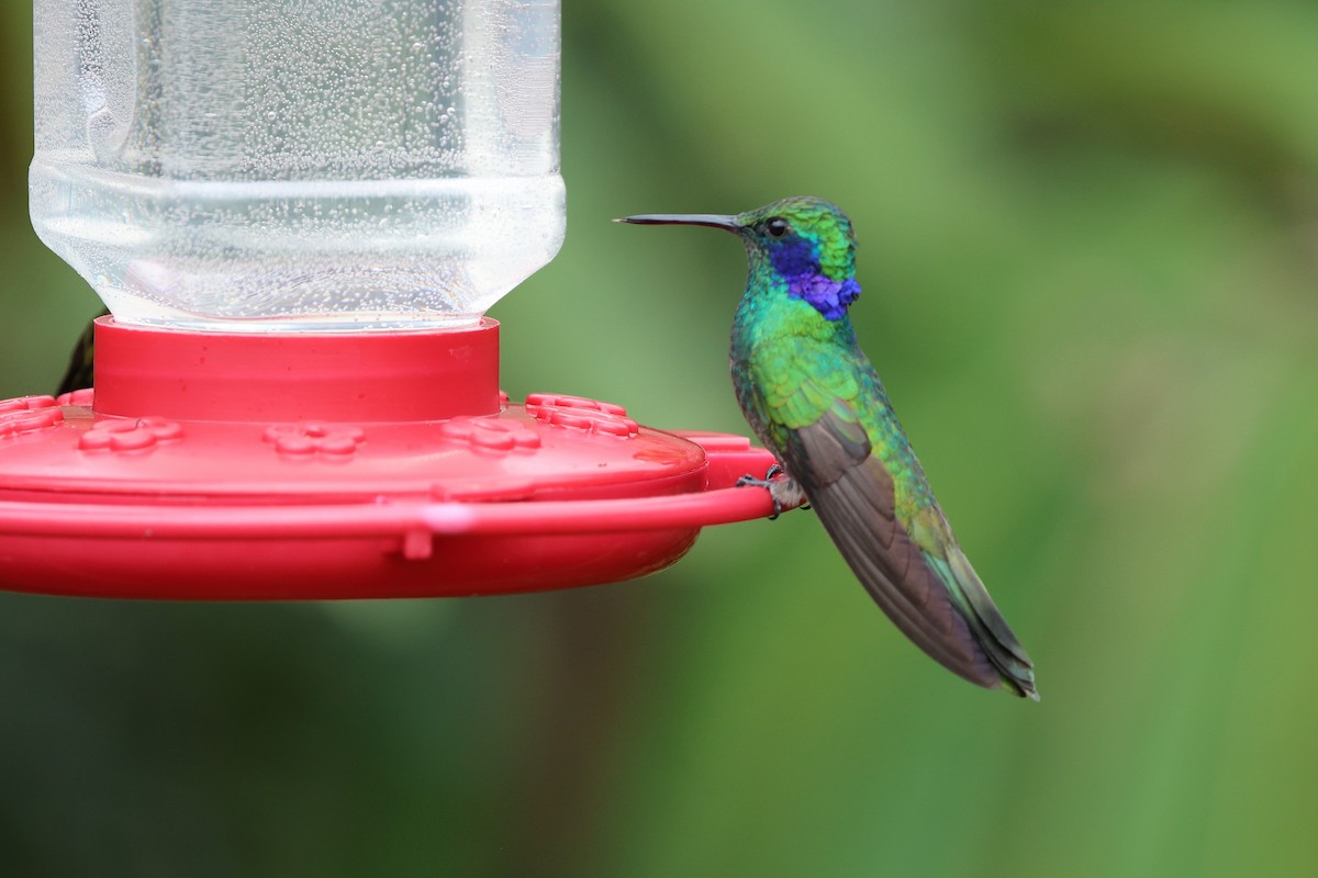 kolibřík modrolící - ML620935878
